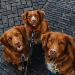 DutchTollers2-e1587549239789_L